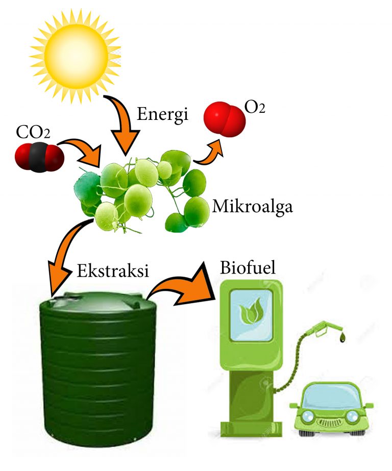 Mikroalga Sebagai Kandidat Pengganti Minyak Bumi